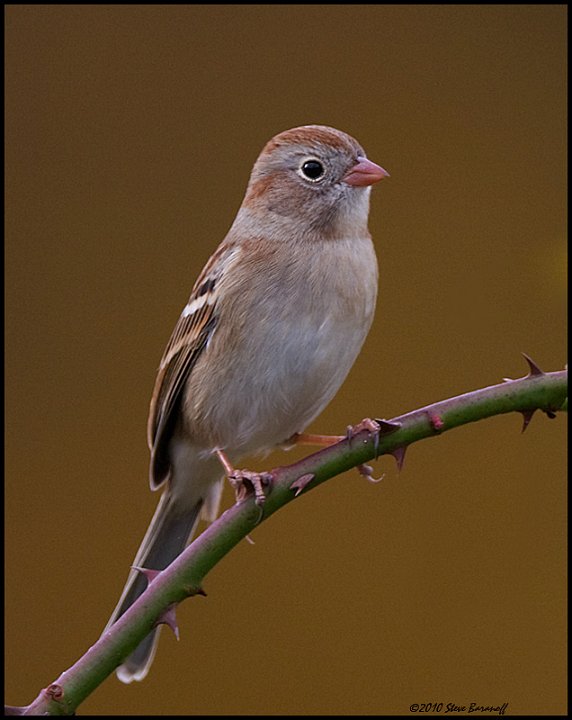 _0SB0485 field sparrow.jpg